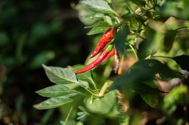 Doğada bitkiler ve ağaçlar.