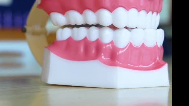 Tooth Model Stop Motion Seen — Stock Video