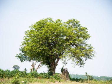 Doğadaki yeşil bitkileri kapat.