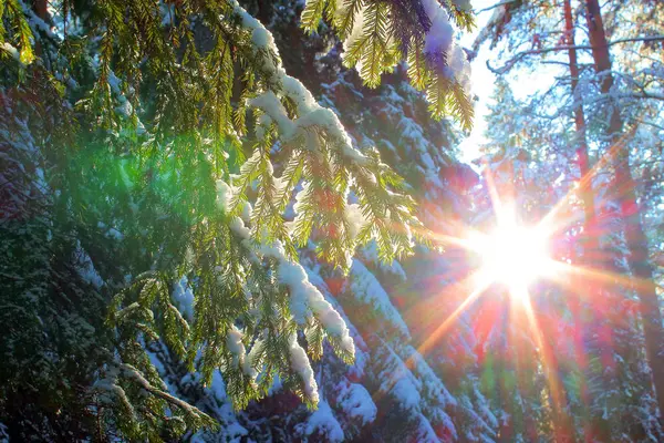 Bosque de invierno al atardecer —  Fotos de Stock