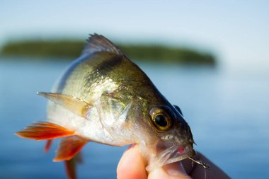 Balıkçı bir levrek elinde tutuyor.