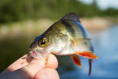 Balıkçı bir levrek elinde tutuyor.
