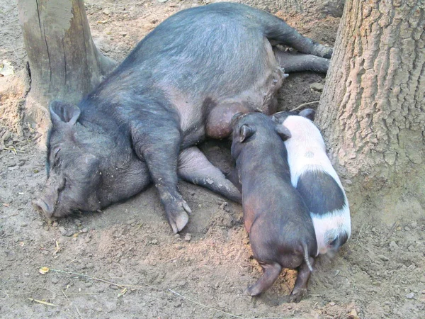 베트남어 돼지 도보 — 스톡 사진