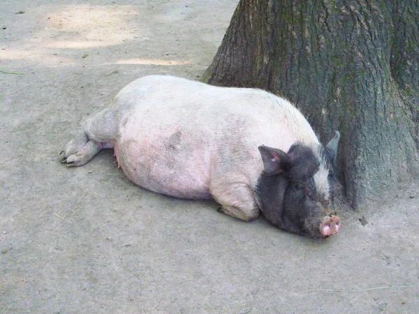 Vietnamca domuz yürüyüş