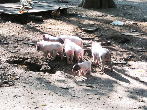 Caminata de cerdo vietnamita — Foto de Stock