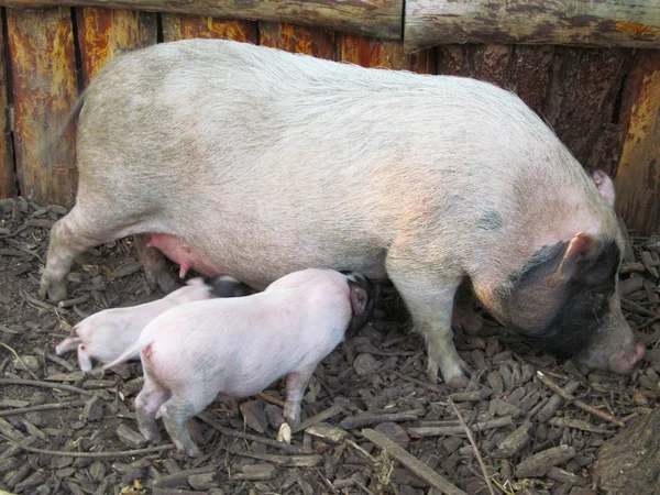 Vietnamca domuz yürüyüş