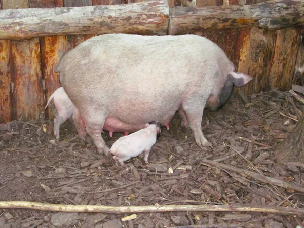 Vietnamca domuz yürüyüş