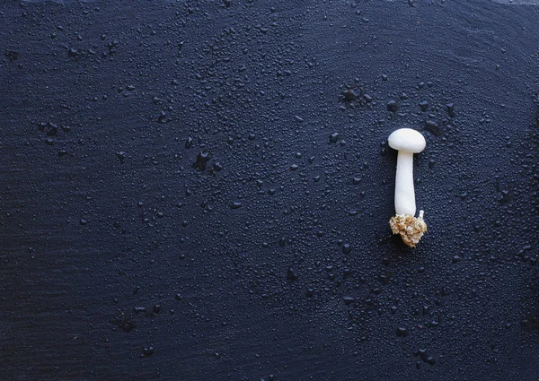 Cogumelos brancos chineses na placa de carvão preto, foco seletivo — Fotografia de Stock