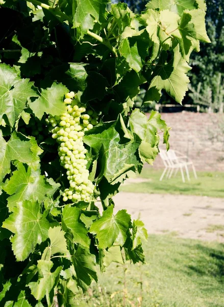 Massa gröna druvor på rankan, selektivt fokus Stockfoto