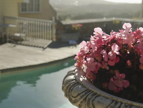 Pink flowers on the background of the pool and houses, South Africa, selective focus — Stock Photo, Image