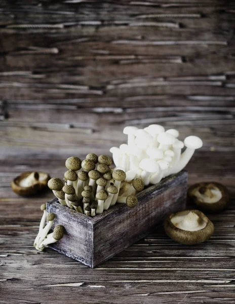 Champiñones chinos blancos y marrones sobre fondo de madera, enfoque selectivo — Foto de Stock