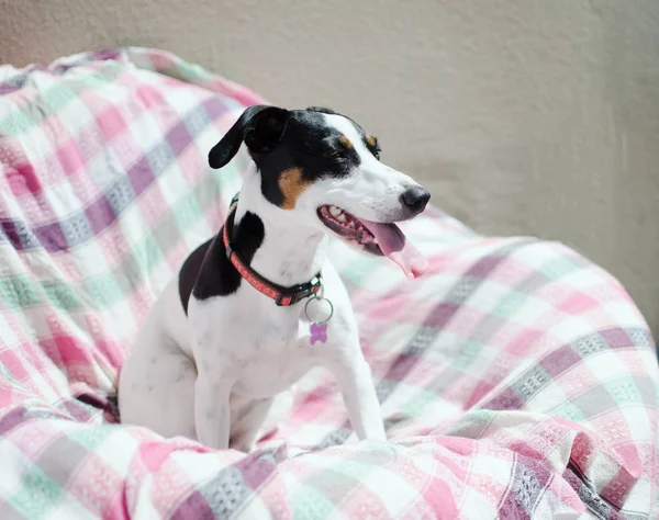 Kleine hond, jack russell Terriër zit, lichte selectief centraal — Stockfoto