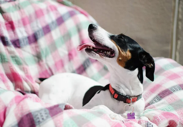 Kleine hond, jack russell Terriër zit, lichte selectief centraal — Stockfoto