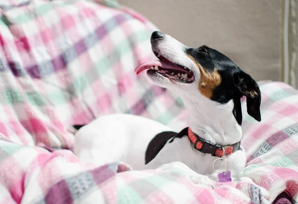 Kleiner Hund Jack Russell Terrier sitzt, leichter Schlüssel selektiver Fokus — Stockfoto