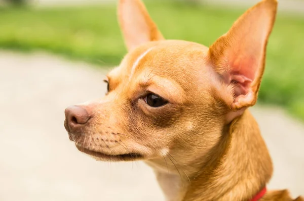 Chihuahua mirando algo —  Fotos de Stock
