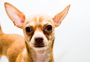 Kameraya bakarak Chihuahua