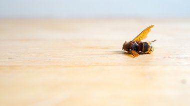 Dead European hornet Vespa crabro