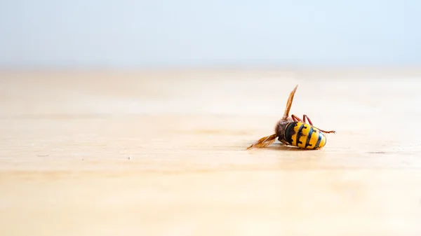 Dead European hornet Vespa crabro — Stockfoto