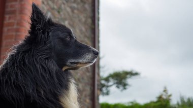 Hüzünlü gözleri ile eski köpek