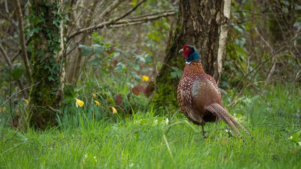 Common Male Pheasant otherwise known as Phasianus colchicus — Stock Photo, Image