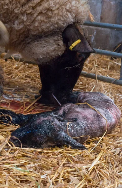 Sheep ewe licks her lamb after giving birth — Stock Photo, Image