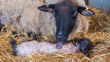 Doğumdan sonra onu kuzu koyun ewe yalıyor