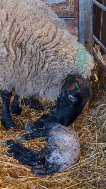 Doğumdan sonra onu kuzu koyun ewe yalıyor