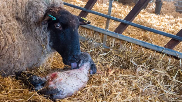 Sheep ewe licks her lamb after giving birth