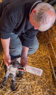 El bebek kuzuları besleme