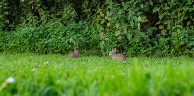 Çim yeme iki bebeği tavşan çifti