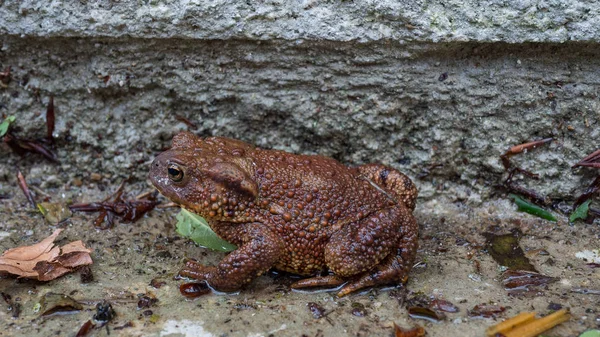 Sapo marrón disfrutando de la humedad — Foto de Stock