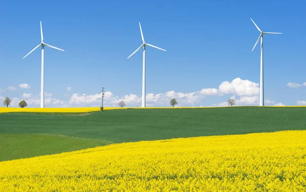 Blühende Rapsfelder Mit Drei Windrädern Hügeliger Landschaft — Stockfoto