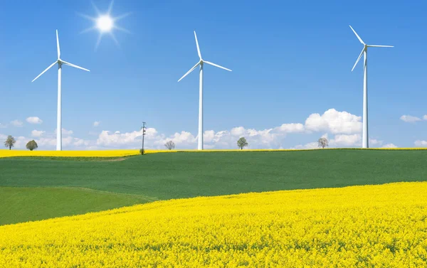 Blühende Rapsfelder Mit Drei Windrädern Hügeliger Landschaft Sonnenlicht — Stockfoto