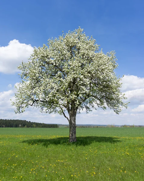 Kwitnąca Gruszka Łące Wiejskim Krajobrazie — Zdjęcie stockowe