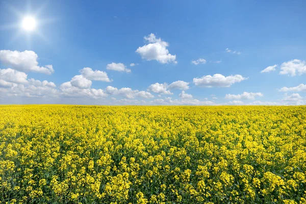 Velké Žlutě Kvetoucí Řepkové Pole Sluncem Modrou Bílou Oblohou — Stock fotografie