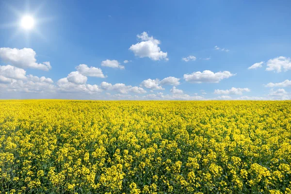 Campo Colza Grande Flor Amarilla Con Sol Cielo Azul Blanco —  Fotos de Stock