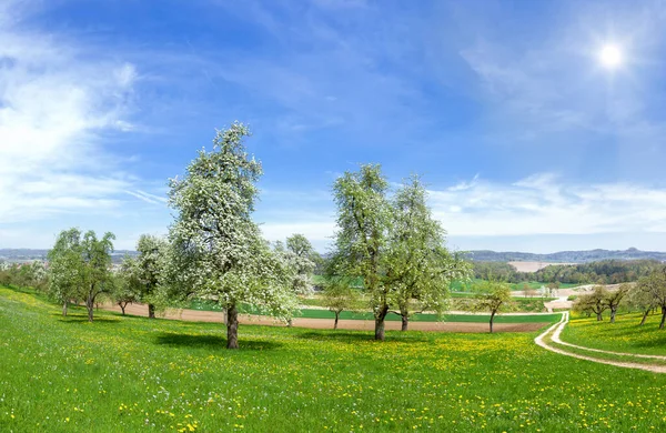 Kwitnące Drzewa Owocowe Słońcu Łące Mniszkami Wiejskim Krajobrazie — Zdjęcie stockowe
