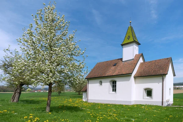 Oberhofen Chapel Orsingen Germany Spring Amidst Meadow Yellow Dandelion Blooming — Stock Photo, Image