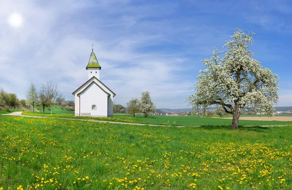 Oberhofen Chapel Orsingen Germany Spring Blooming Pear Tree Meadow Yellow — Stock Photo, Image