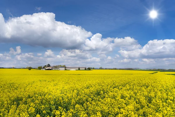 Campo Grande Colza Flor Amarilla Con Una Granja Frente Cielo —  Fotos de Stock