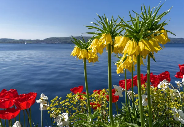 Gul Krona Kejserliga Och Röda Tulpaner Blommar Rabatt Vid Sjö — Stockfoto