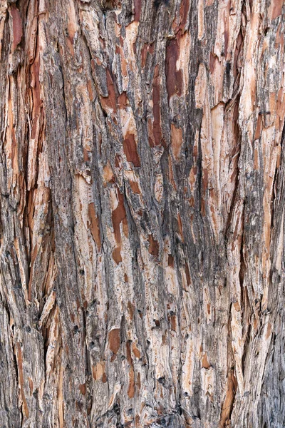 Αφηρημένη Υφή Του Φλοιού Μιας Sequoia Κοντινό Πλάνο — Φωτογραφία Αρχείου