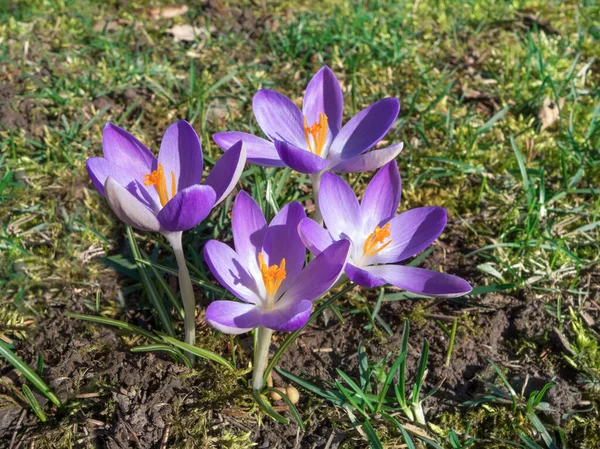 Čtyři Fialové Krokusy Oranžovými Písty Kvetoucími Louce — Stock fotografie