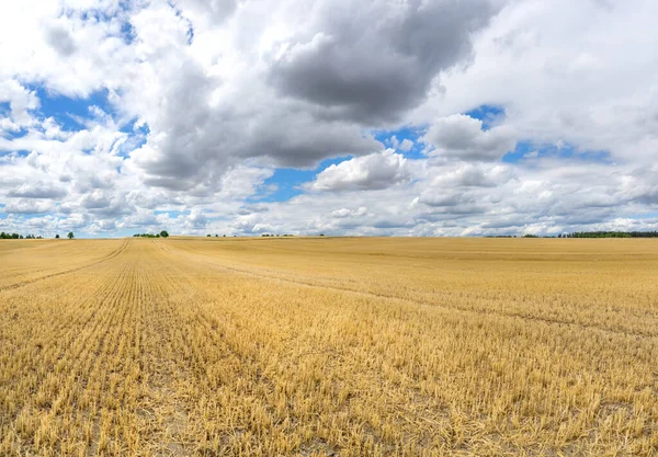 Grande Campo Restolho Que Estende Para Árvores Horizonte Com Impressionantes — Fotografia de Stock