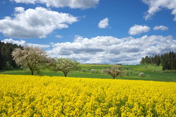 Blick Über Ein Gelb Blühendes Rapsfeld Ländlicher Landschaft Mit Blühenden — Stockfoto