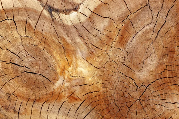 Detail Shot Cracked Cut Surface Sawed Tree Trunk Three Cores — ストック写真