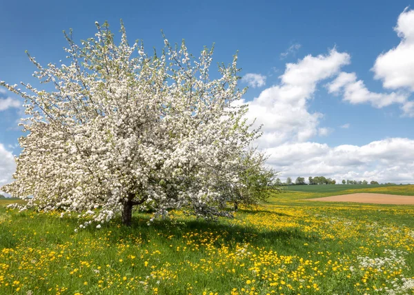 Großer Üppig Blühender Apfelbaum Auf Einer Frühlingswiese Mit Zahlreichen Gelben — Stockfoto