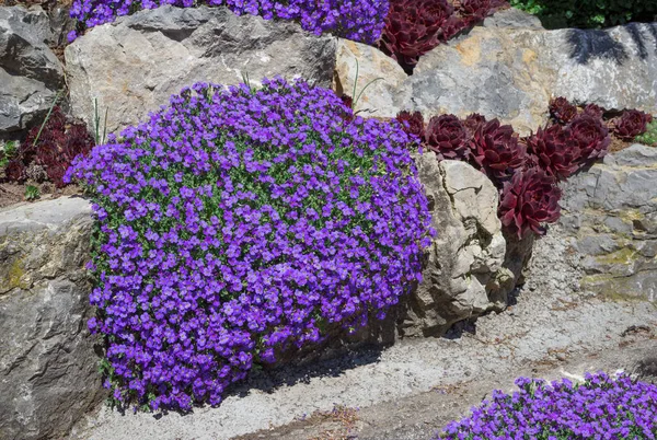 Nisan 'da Almanya' da bir kaya bahçesinde çekilmiş mor Aubrieta çiçeği.