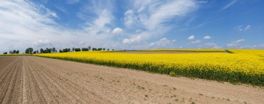 Farmland with harrowed fields and blooming rapeseed in front of a tree row with cloudscape clipart