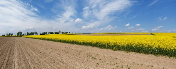 Farmland Harrowed Fields Blooming Rapeseed Front Tree Row Cloudscape — Stock Photo, Image
